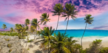 Palm trees and beach with purple sunset.