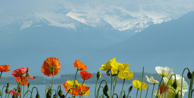 Geneva poppies with snow covered mountains in the background.