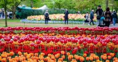 Red and orange tulips in Amsterdam