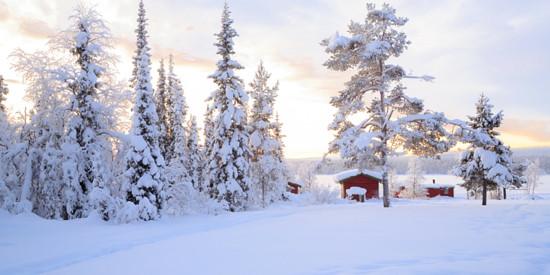 A Finnish lakeside forest scene in summer