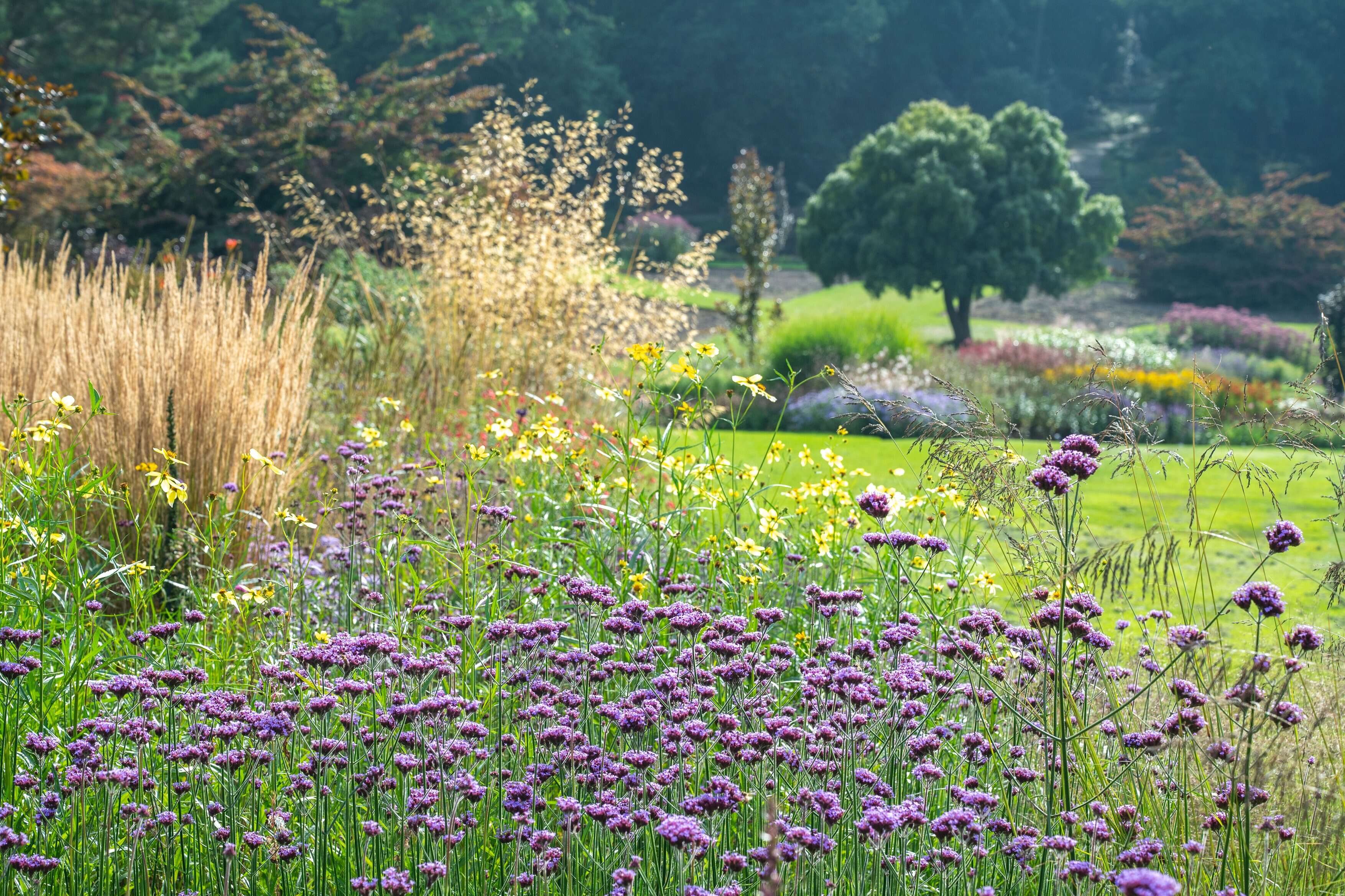 RHS Garden Harlow Carr