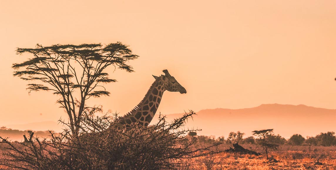 Flamingos on Lake Nakuru, Kenya