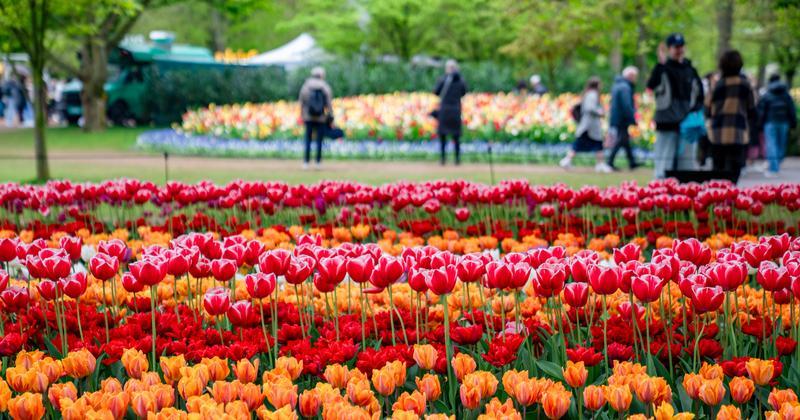Rows of vibrant red and orange tulips in Keukenhof Gardens with visitors walking among colorful flower beds – scenic outdoor floral display.