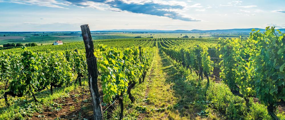 Tokaj wine region in Hungary