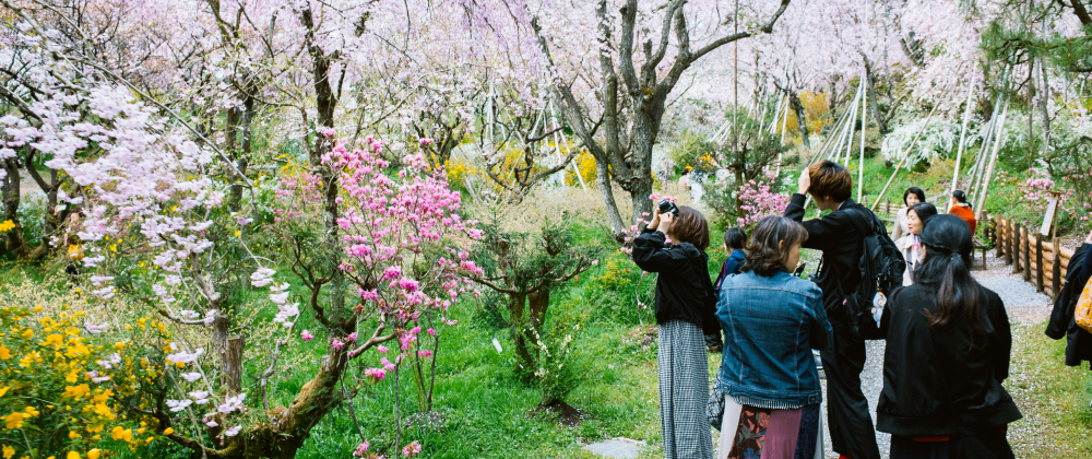 Visitors photographing cherry blossom trees in full bloom along a lush garden path with pink flowers, green grass, and spring scenery — vibrant springtime in Japan.