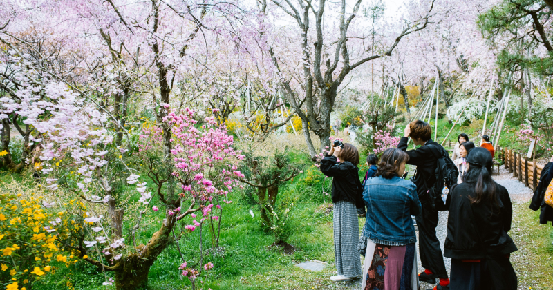 Visitors photographing cherry blossom trees in full bloom along a lush garden path with pink flowers, green grass, and spring scenery — vibrant springtime in Japan.