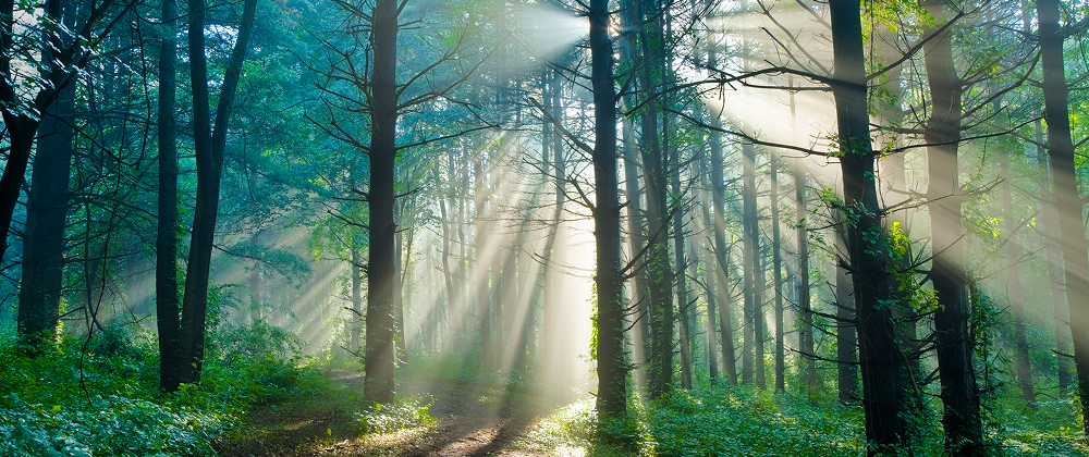 Sunlight streaming through tall pine trees in a lush green forest, casting long rays and shadows on the forest floor — peaceful woodland morning.