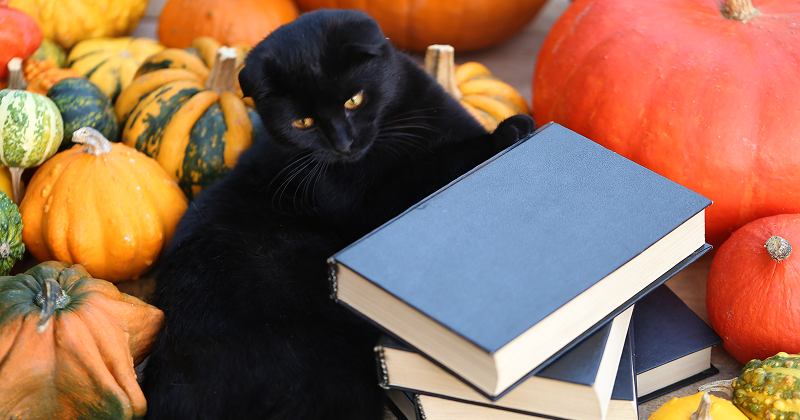 Black cat resting beside a stack of books surrounded by pumpkins and gourds — cozy autumn reading scene with Halloween vibes.
