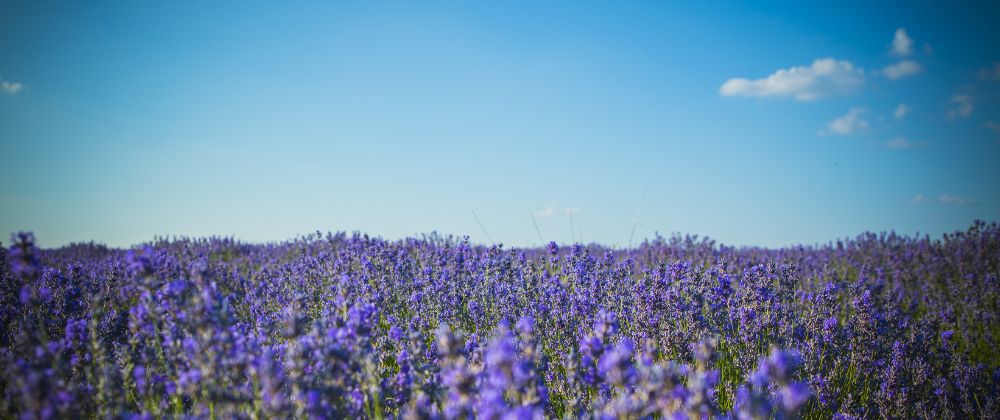 Field of purple flowers beneath a bright blue sky.