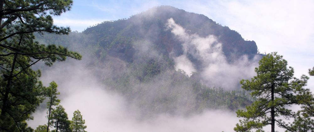 Forest-covered mountain rising through low clouds and mist.