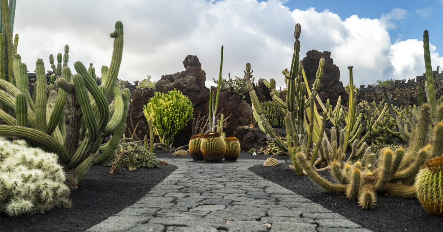 Cacti in the gardens