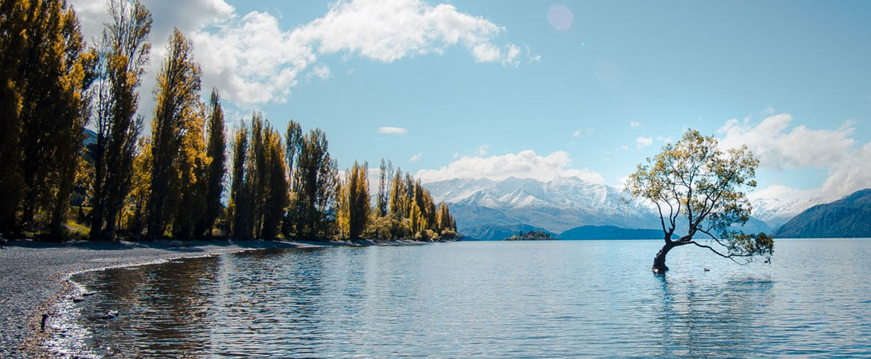 that wanaka tree