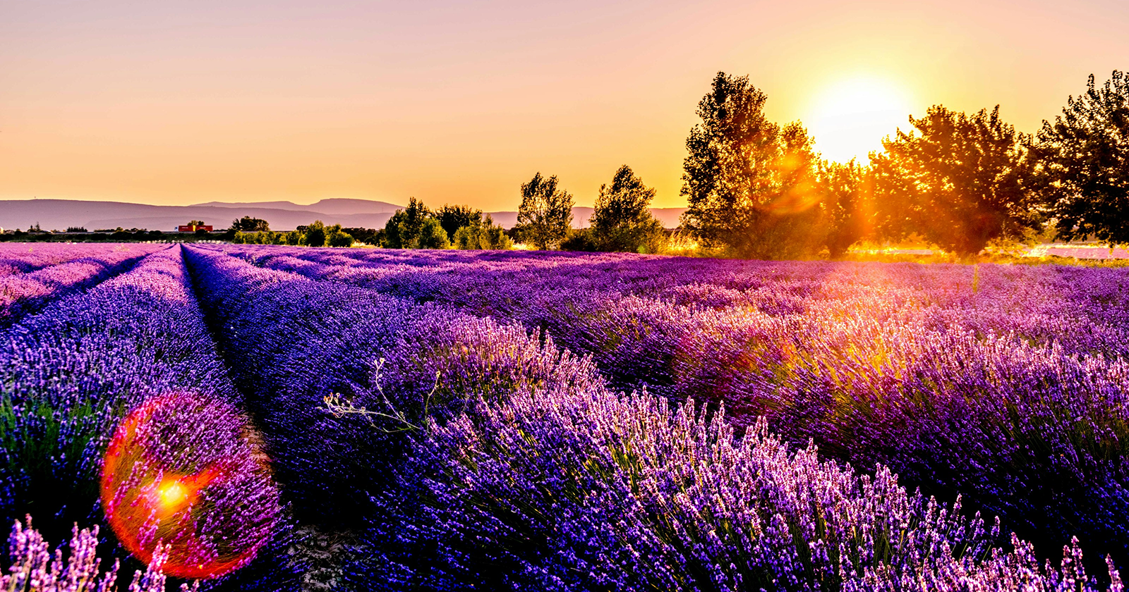 Rows of blooming lavender fields glowing at sunset with golden sunlight and distant trees in the countryside.