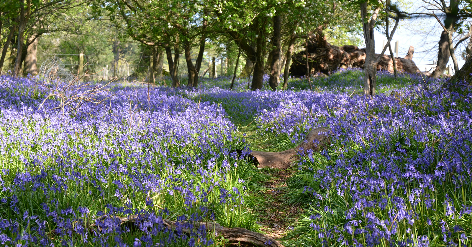Woodland path surrounded by blooming bluebells and tall trees in spring sunlight — peaceful forest nature scene.