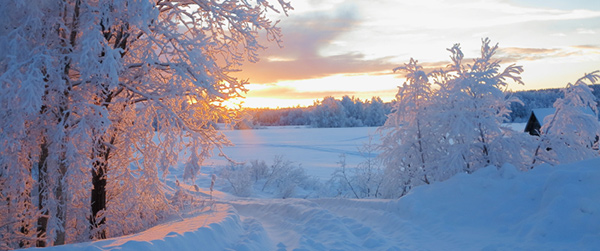 Lapland trees in heavy snow