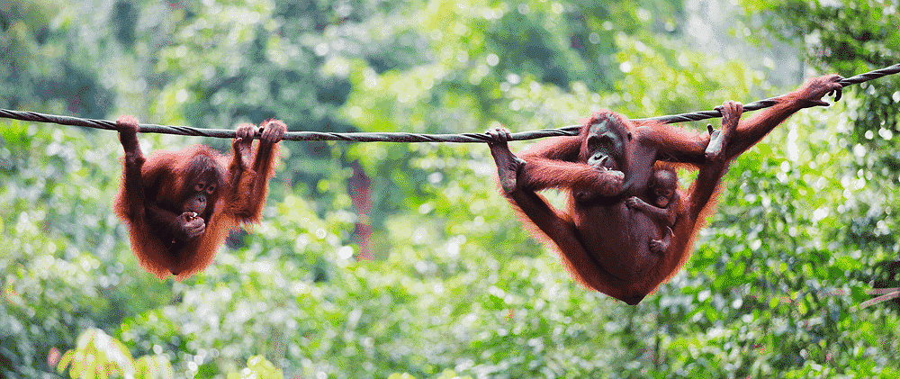 monkeys swinging on rope